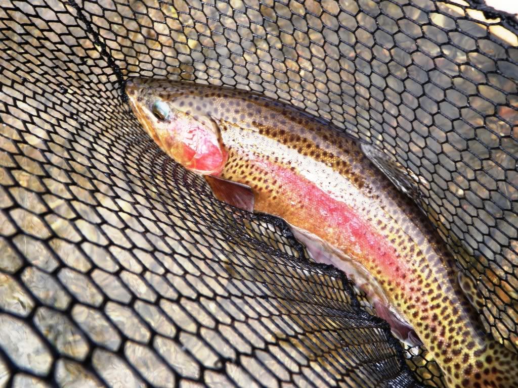 Pictures From Crane Creek Crane Creek Forum